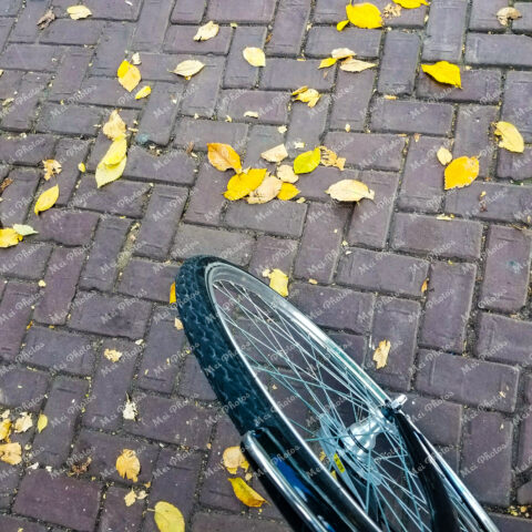 Bike wheel with yellow leaves in Amsterdam