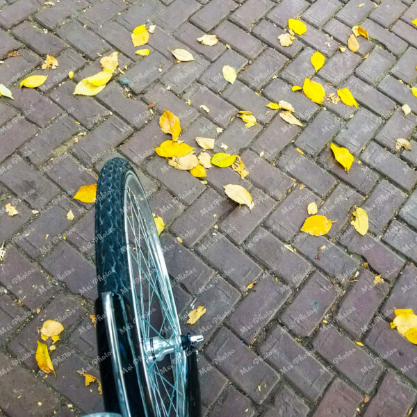 Bicycle wheel with yellow leaves in Amsterdam