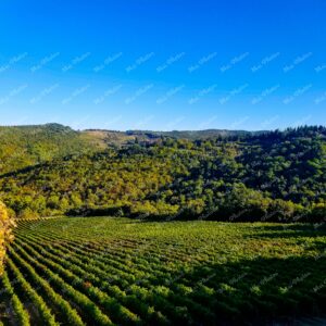 Vineyard And Greenery In Tuscany Italy 13