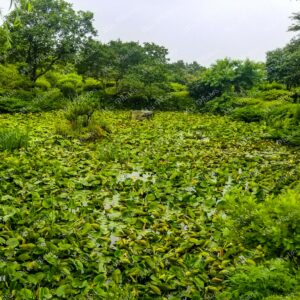 Water lilies and greenery in Jeju Korea 13