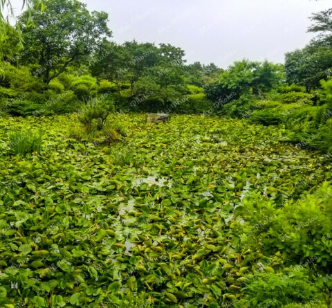Water lilies and greenery in Jeju Korea 13