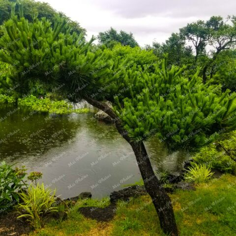 Greenery around the pond 14