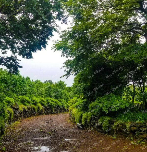 Greenery along the walkway in the garden at Jeju Korea 15