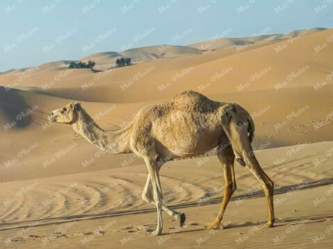 White camel Dunes desert middle east abu dhabi UAE United Arab Emirates