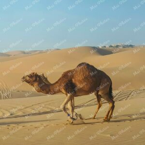 Brown camel in desert Middle East Abu Dhabi UAE United Arab Emirates