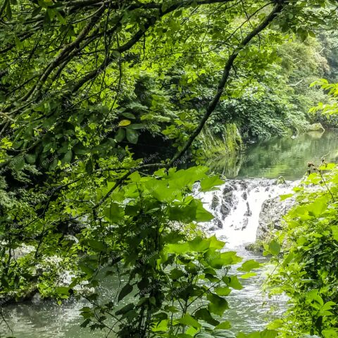 Greenery at the Cheonjeyeon Waterfalls in Jeju Korea 16