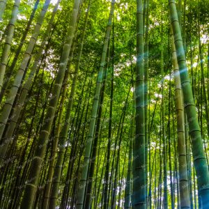 Green Bamboo forest in Kyoto Japan 1