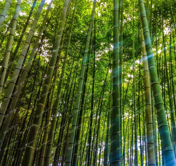 Green Bamboo forest in Kyoto Japan 1