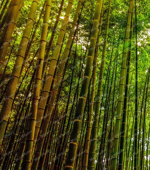 Green Bamboo forest in Kyoto Japan 2