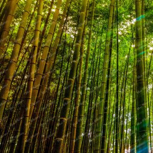 Green Bamboo forest in Kyoto Japan 21