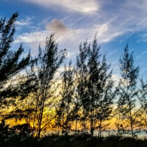 Sunset through pine trees in Abaco The Bahamas 20