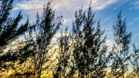 Sunset through pine trees in Abaco The Bahamas 20