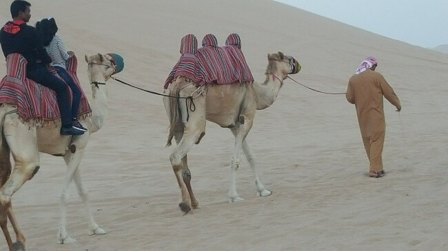 Abu Dhabi man walking with White Camel in the desert