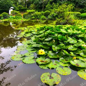 Water lilies in pond in Jeju South Korea 22