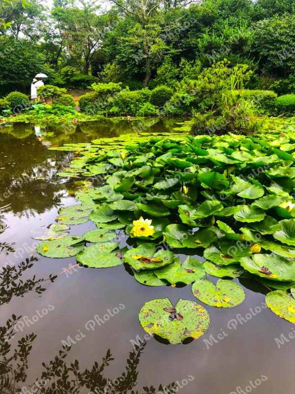 Water lilies in pond in Jeju South Korea 22