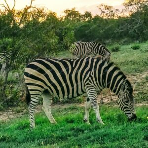 Zebra at Safari in National Park Game Reserve
