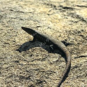 Lizard On A Rock 25