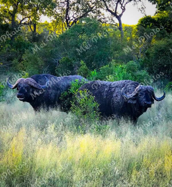 Buffalos at National Park Game Reserve safari in South Africa