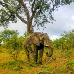 Elephant safari at National Park Game Reserve in South Africa