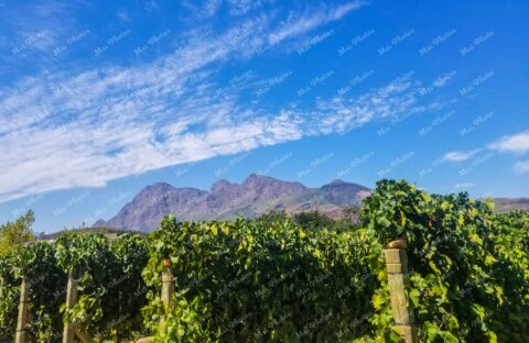 Vineyard in Cape Town South Africa with blue sky 28
