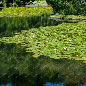 Greenery And Water Lilies At Pond In Kyoto Japan 8