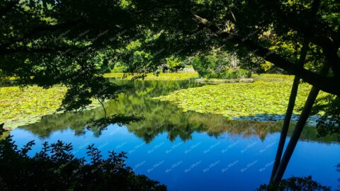 Greenery And Water Lilies At Pond In Kyoto Japan 9