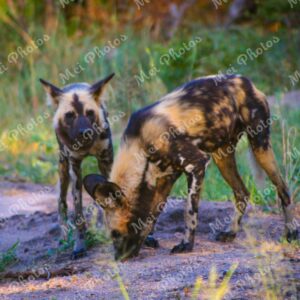 African Wild Dogs at wildlife safari in Sabi Sands Game Reserve in South Africa