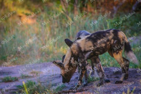African Wild Dogs at wildlife safari in Sabi Sands Game Reserve in South Africa 56
