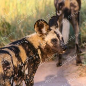 African Wild Dogs at wildlife safari in Sabi Sands Game Reserve in South Africa 57