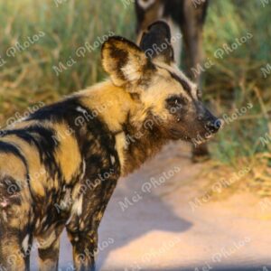 African Wild Dogs at wildlife safari in Sabi Sands Game Reserve in South Africa 58