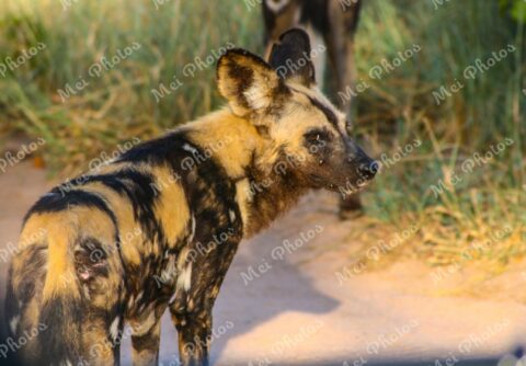 African Wild Dogs at wildlife safari in Sabi Sands Game Reserve in South Africa 58