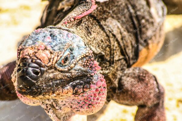 Bahamian Iguana on rock on The Bahamas island 115