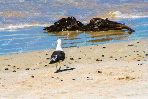 Bird On The Beach At Cape Town South Africa 98