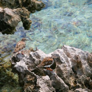 Birds On Rock At Cape Town South Africa 108