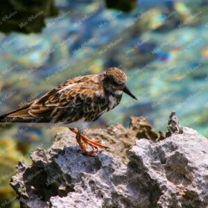 Bird On Rock At Cape Town South Africa 109