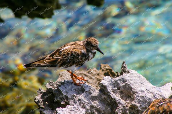 Bird On Rock At Cape Town South Africa 109