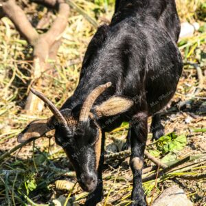 Black Goat in Wildlife South Africa 104