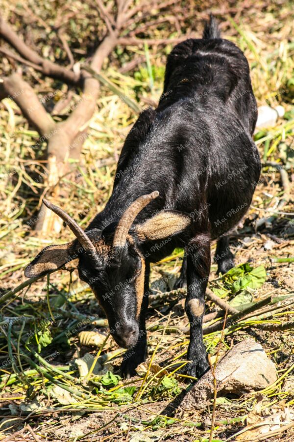 Black Goat in Wildlife South Africa 104