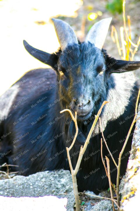 Black Goat in Wildlife South Africa 105