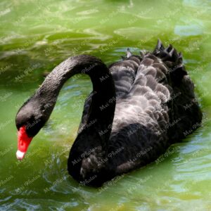 Black Swan at Ardastra Gardens Wildlife Conservation Center Zoo In Nassau New Providence The Bahamas 32