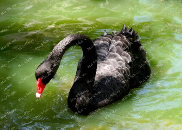 Black Swan at Ardastra Gardens Wildlife Conservation Center Zoo In Nassau New Providence The Bahamas 32