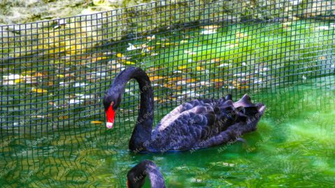 Black Swan at Ardastra Gardens Wildlife Conservation Center Zoo In Nassau New Providence The Bahamas 33