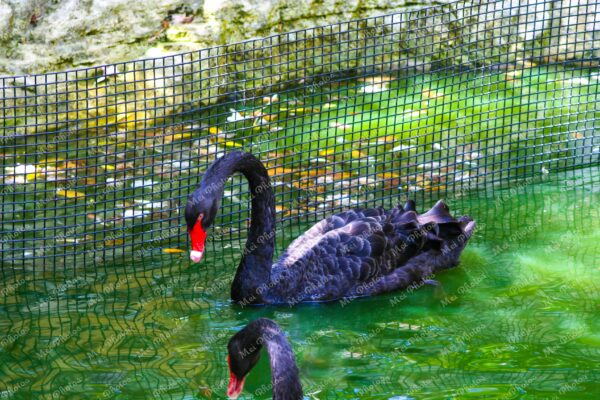 Black Swan at Ardastra Gardens Wildlife Conservation Center Zoo In Nassau New Providence The Bahamas 33