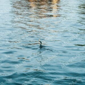 Blackbird catching fish in Alleppey Kerala backwaters in India 39