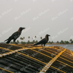 Blackbirds On Houseboat in Alleppey Kerala backwaters in India 37