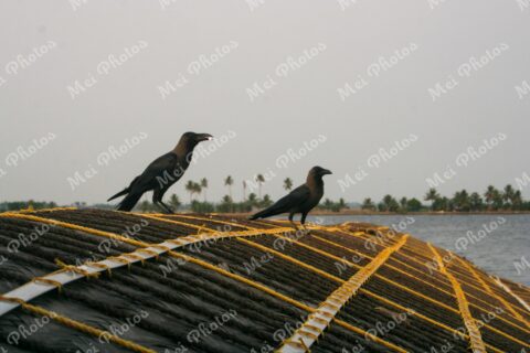 Blackbirds On Houseboat in Alleppey Kerala backwaters in India 37
