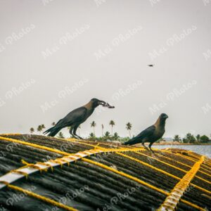 Blackbirds On Houseboat in Alleppey Kerala backwaters in India 38