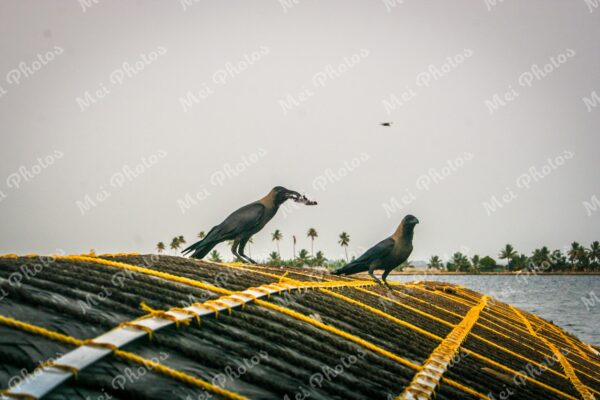 Blackbirds On Houseboat in Alleppey Kerala backwaters in India 38