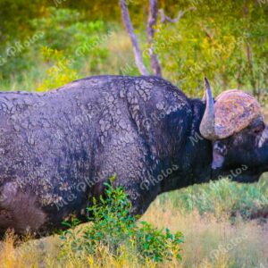 Buffalo Wildlife On Safari At Sabi Sands Game Reserve South Africa 0