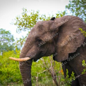 Elephant Wildlife Safari At Sabi Sands Game Reserve In South Africa 0
